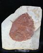 Fossil Leaf (Zizyphoides flabellum) - Montana #23048-1